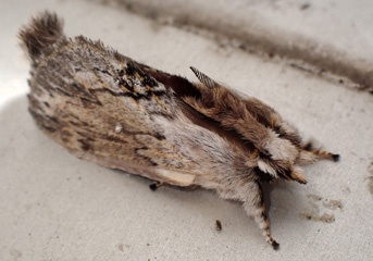 P2176749a.jpg